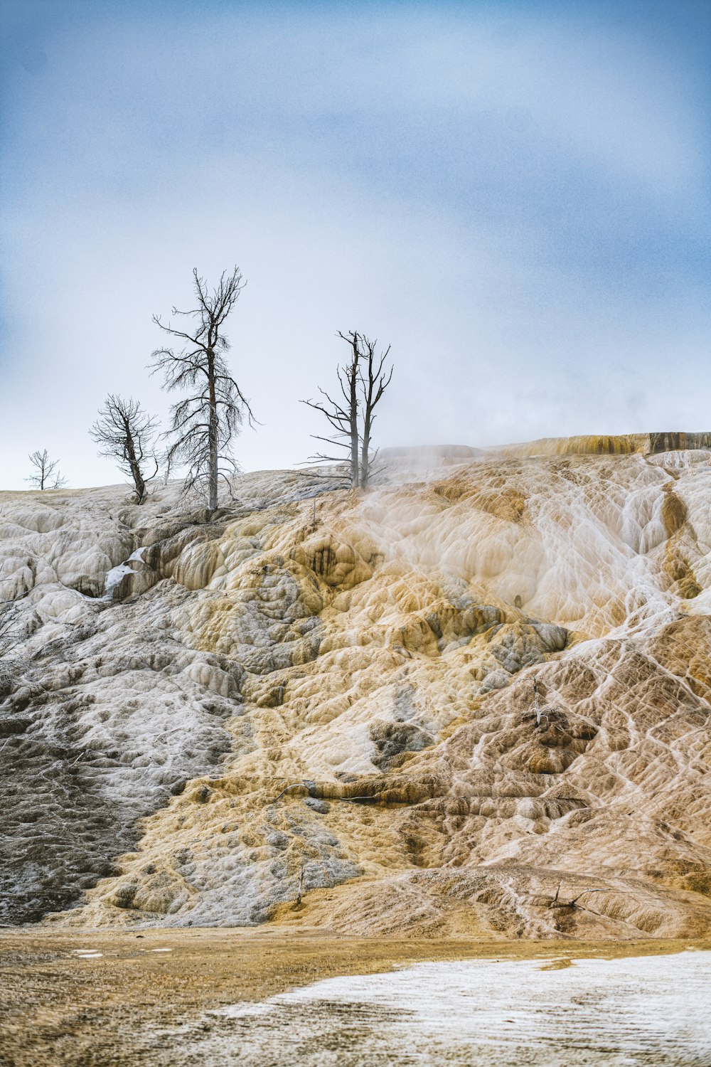 a group of trees standing on top of a hill