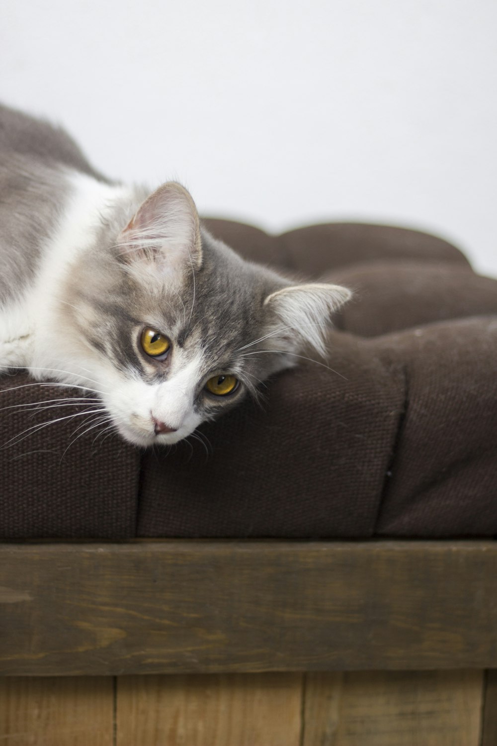Un gatto grigio e bianco che giace sopra una coperta