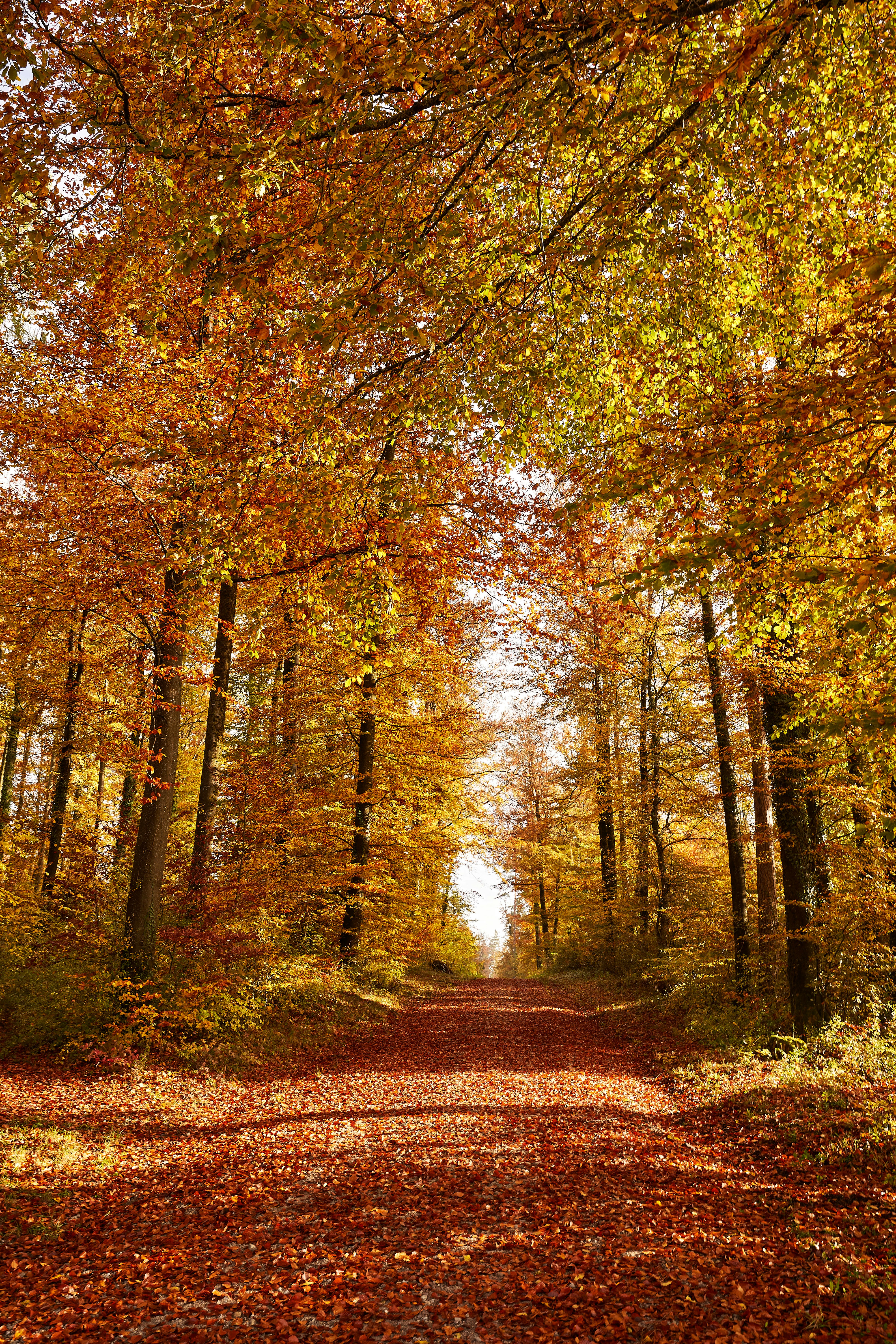 Photo by wolfgang_hasselmann