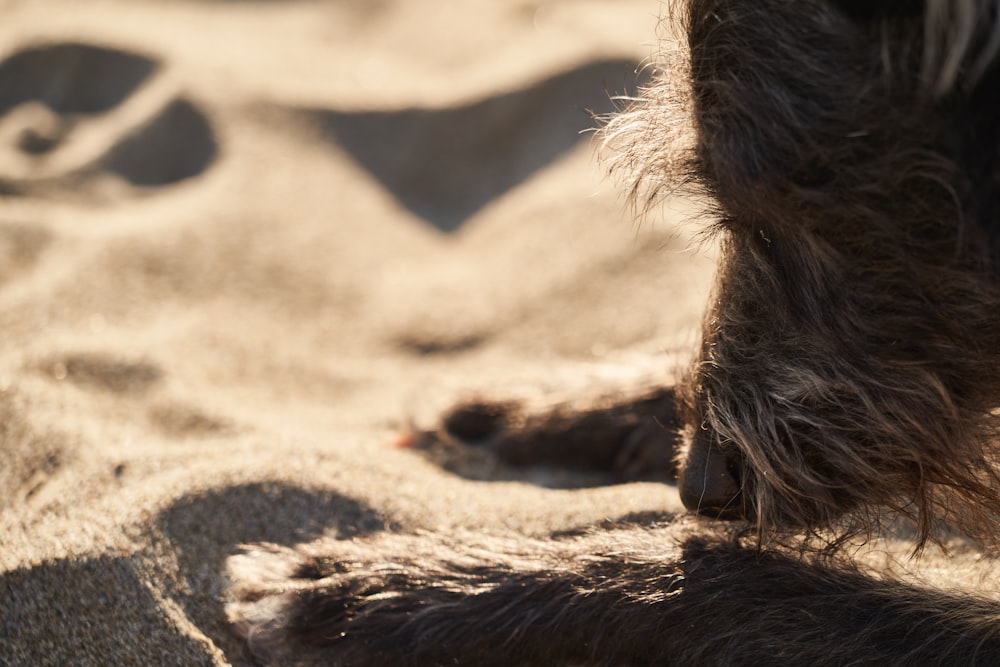 a close up of a dog's paw in the sand