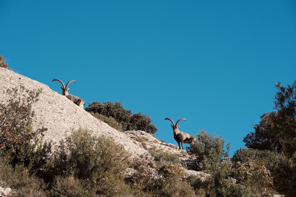 a couple of goats standing on top of a rocky hill
