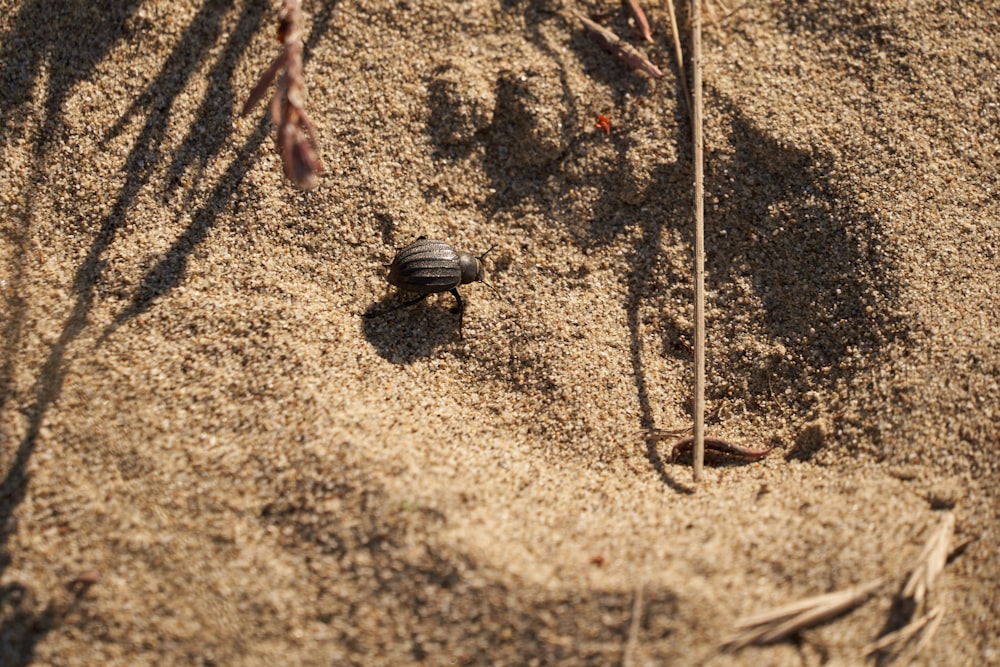 a small tortoise crawling in the sand