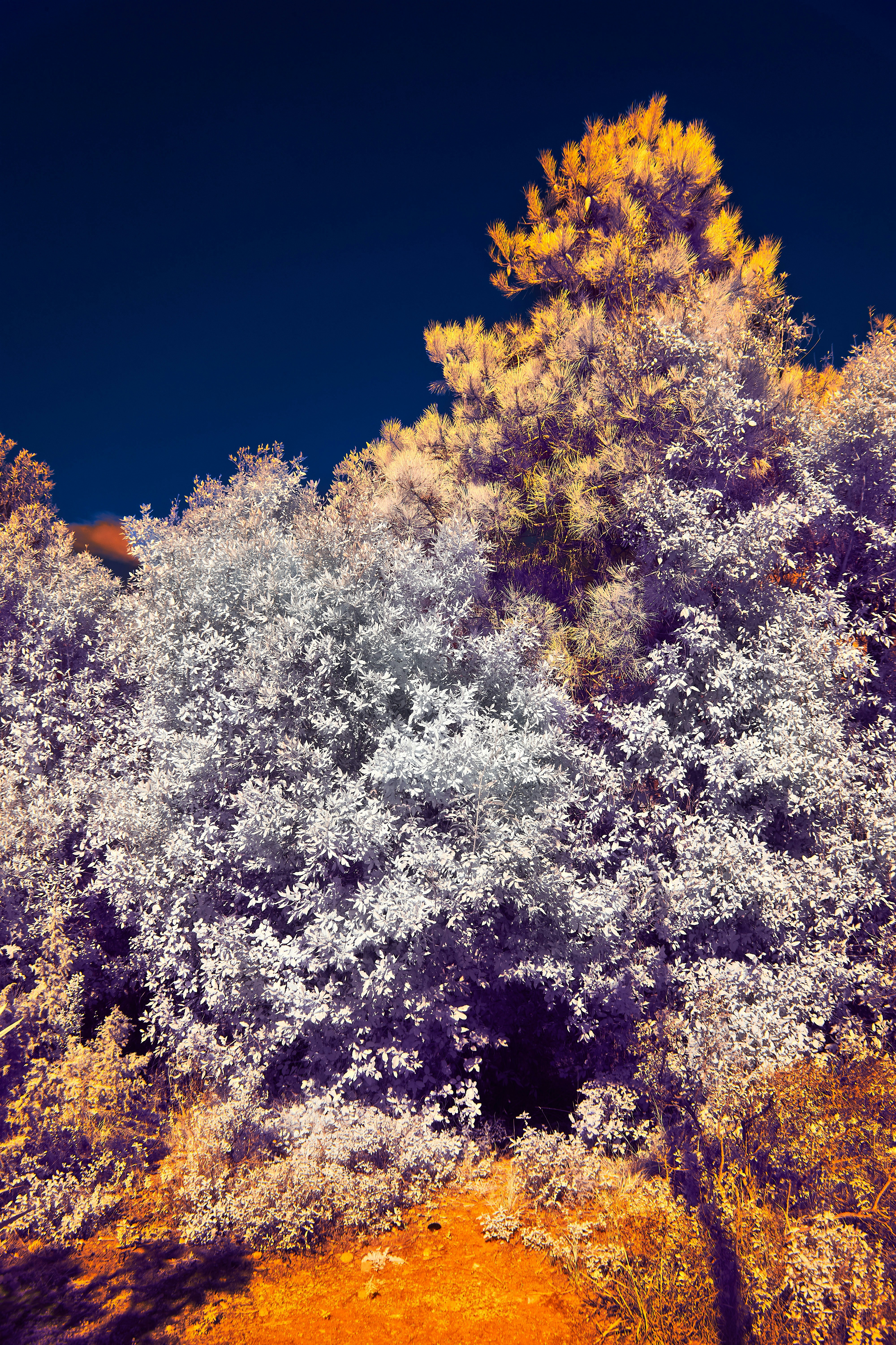 Photo by wolfgang_hasselmann