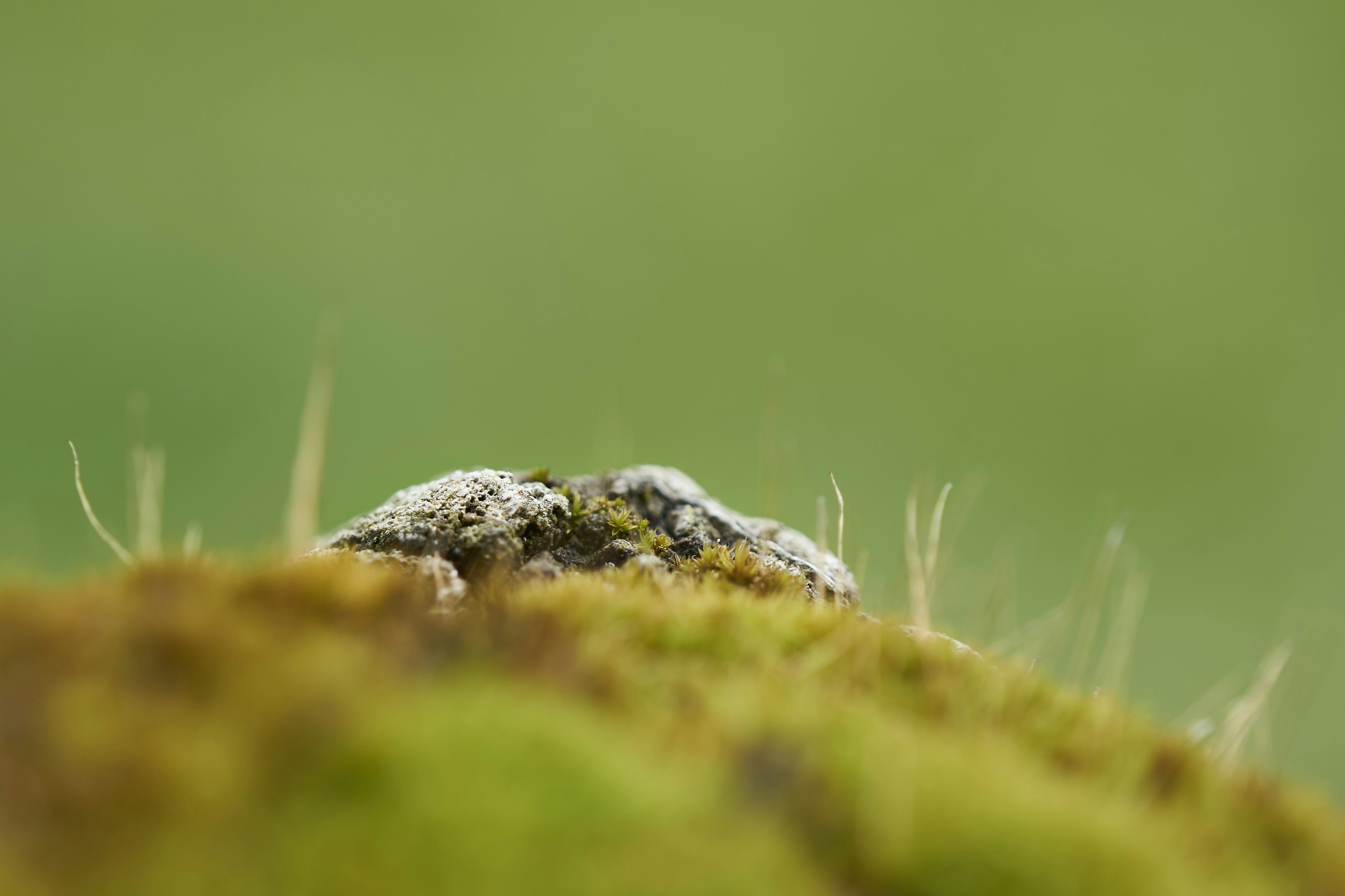 Photo by wolfgang_hasselmann