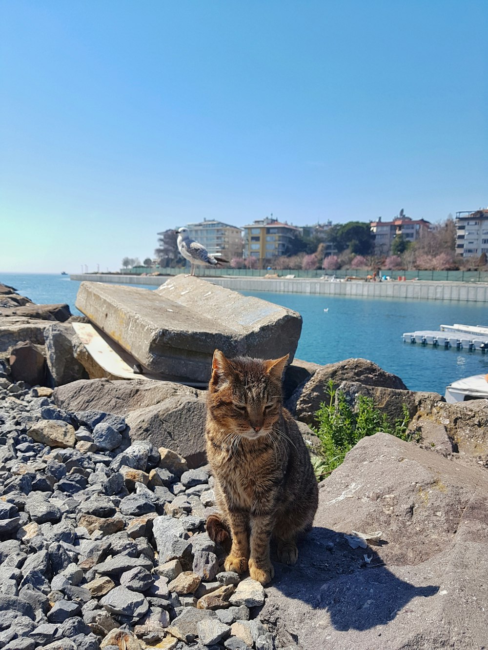 a cat sitting on a rock near a body of water