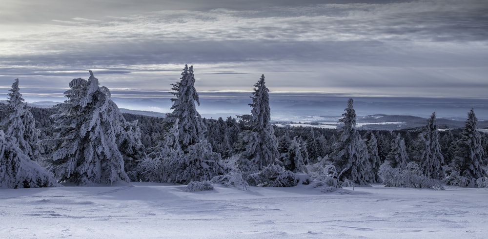 a snowy landscape with trees and mountains in the background