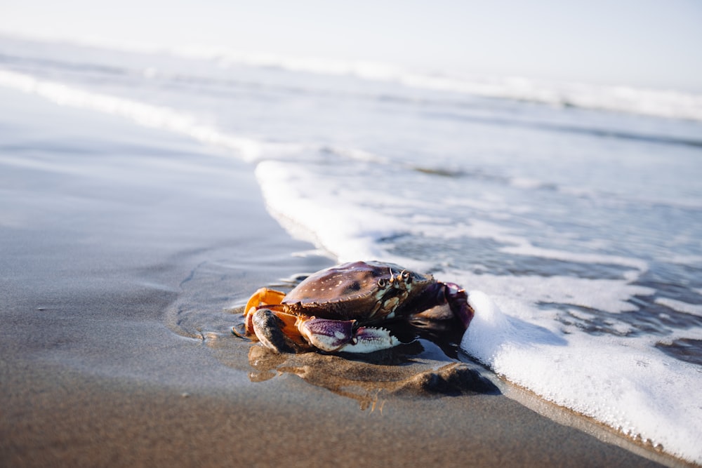 um caranguejo que está deitado em alguma areia