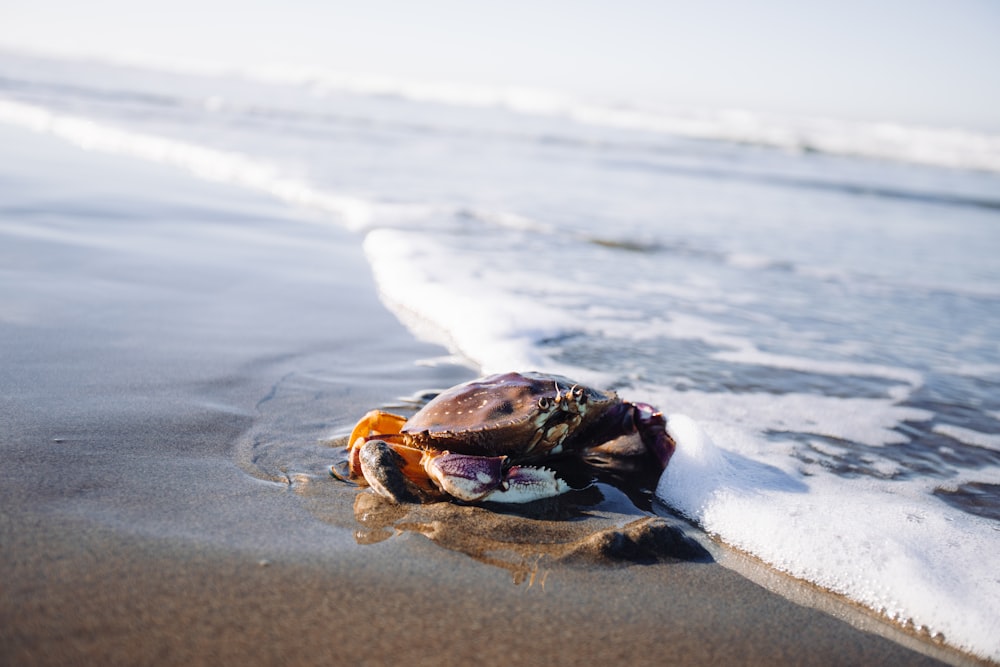 a crab that is laying on some sand