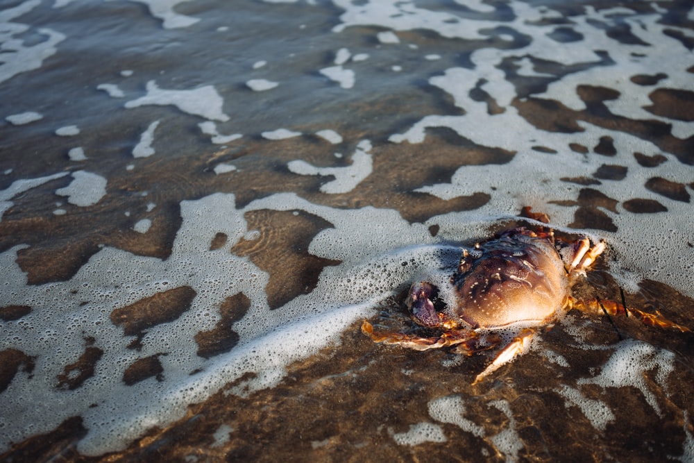 um caranguejo morto em uma praia de areia ao lado do oceano