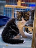 A fluffy black and white kitten with bright eyes sits on a white surface, next to a metal bowl inside a cage. There is another kitten partially visible in the background.