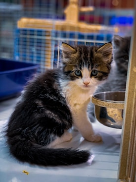 A fluffy black and white kitten with bright eyes sits on a white surface, next to a metal bowl inside a cage. There is another kitten partially visible in the background.