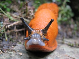 A close-up view of an orange slug with prominent black tentacles and a moist body, crawling along a surface surrounded by greenery and natural elements.