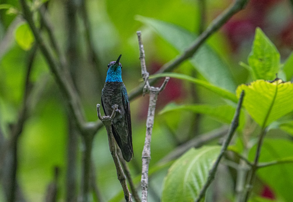 a blue and black bird sitting on a tree branch