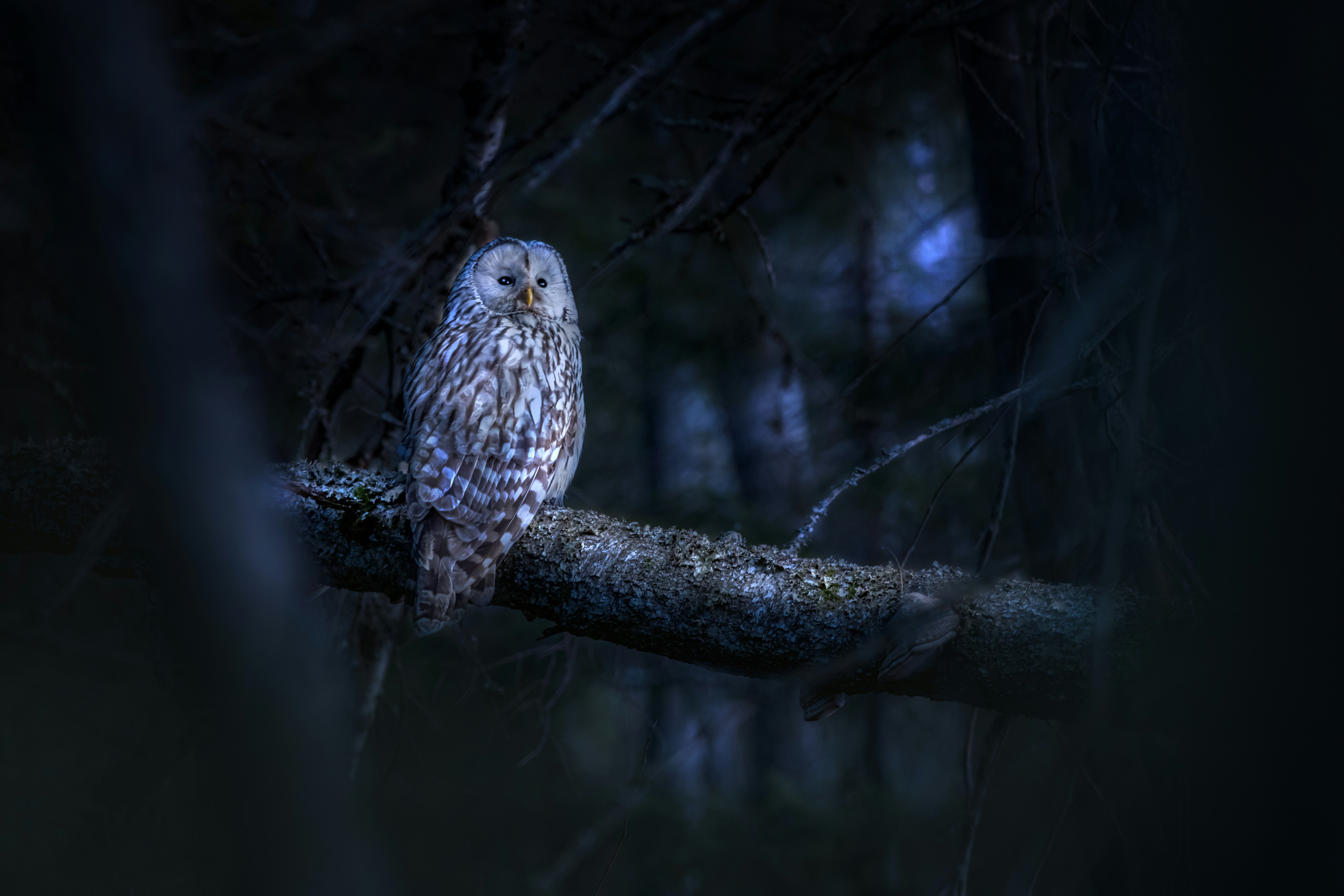 Photo by erik_karits