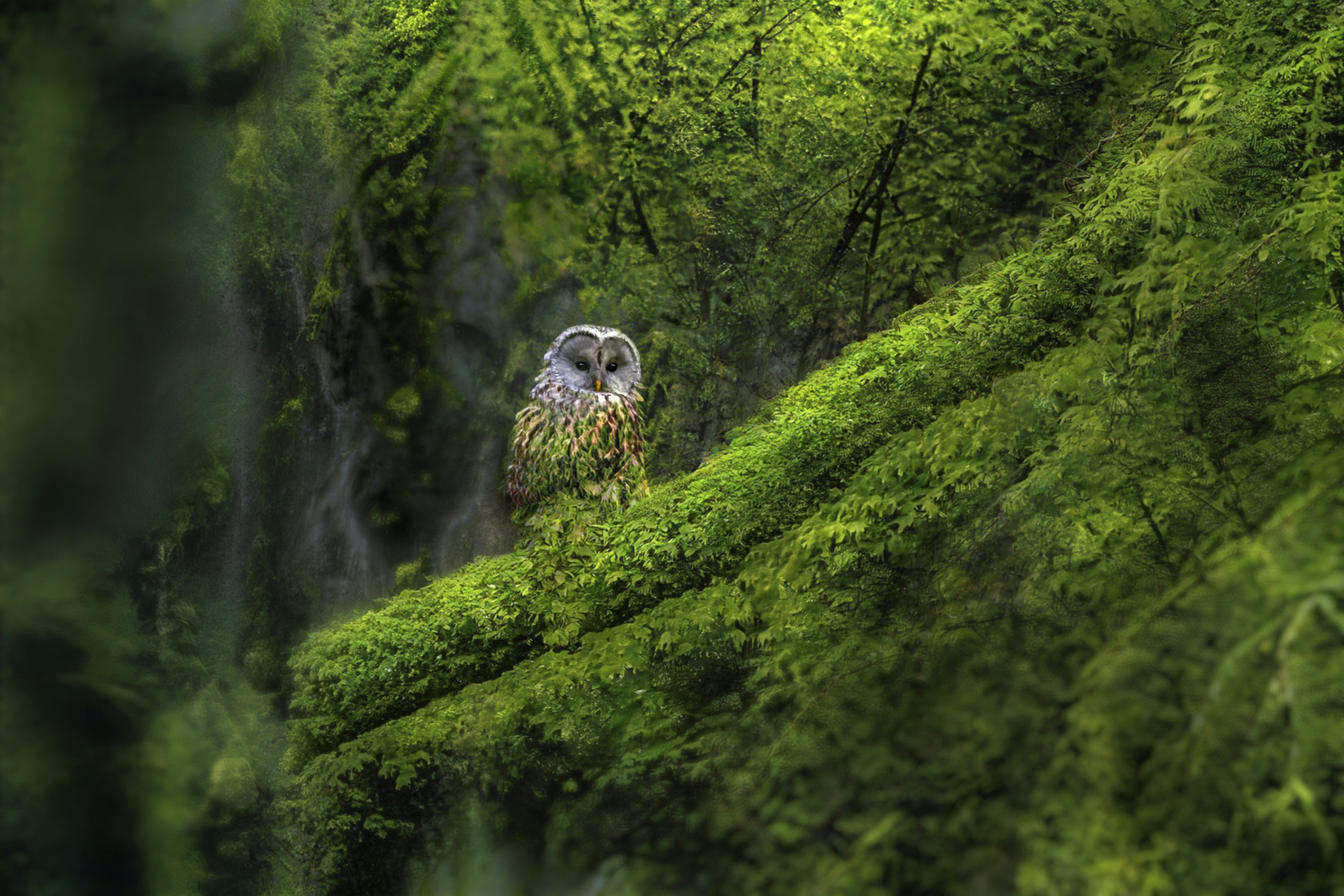 an owl is perched on a mossy hill