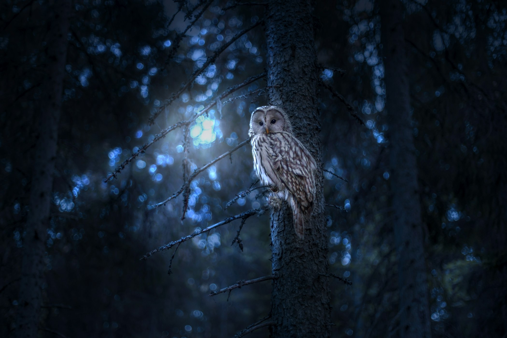 A grey owl perched on a branch in a dark forest, soft woodland light