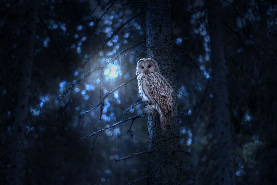 A grey owl perched on a branch in a dark forest, soft woodland light