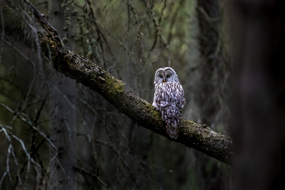 an owl sitting on a tree branch in a forest