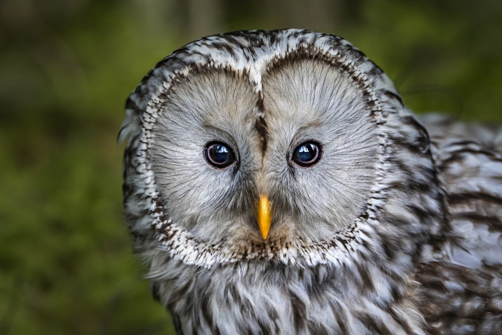 a close up of an owl's face with a blurry background