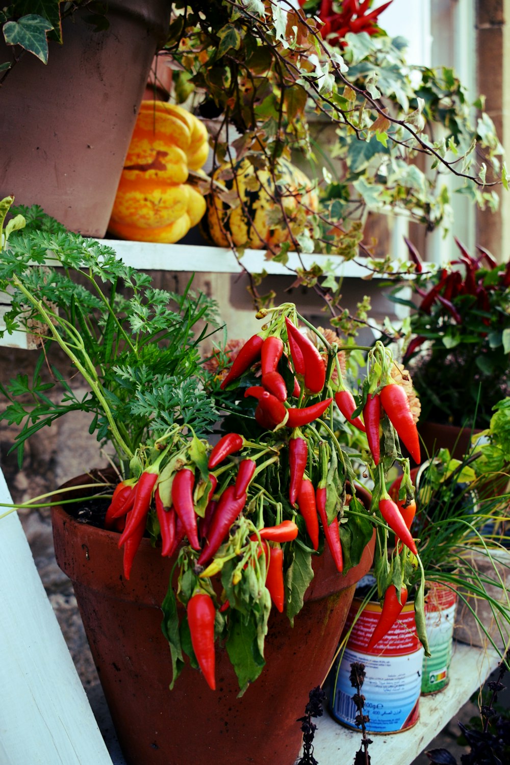 a potted plant filled with lots of green and red peppers