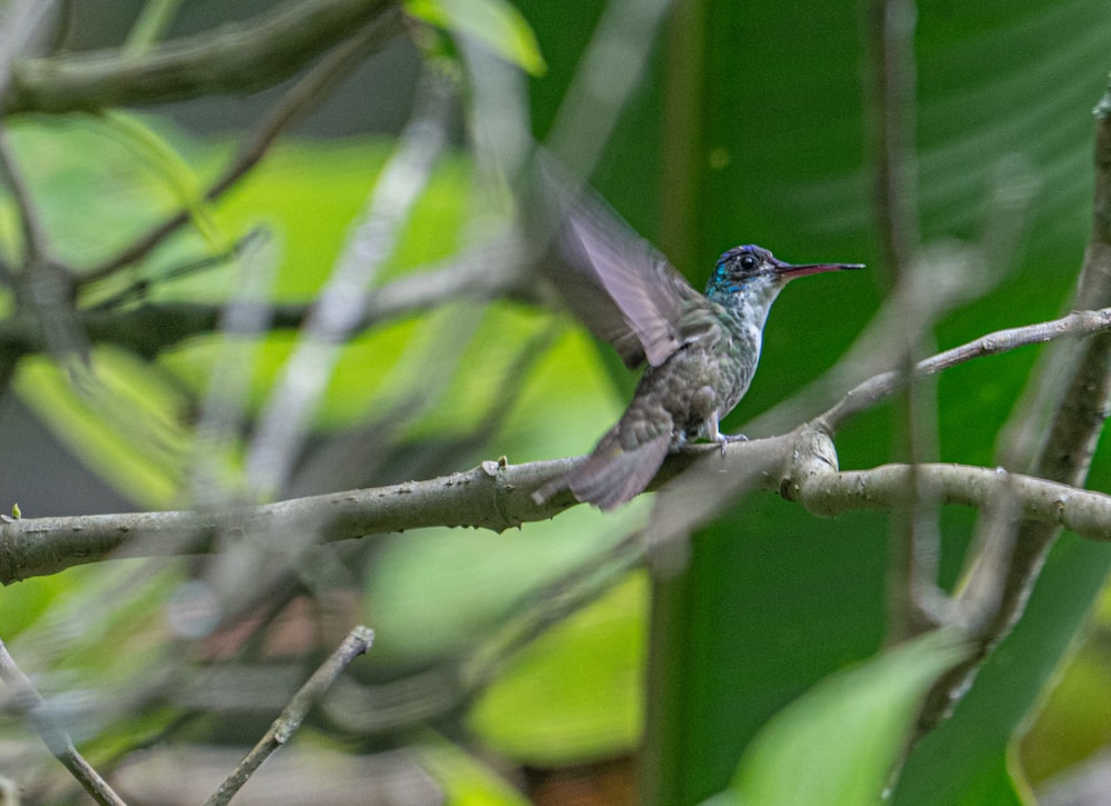 a small bird sitting on a branch of a tree