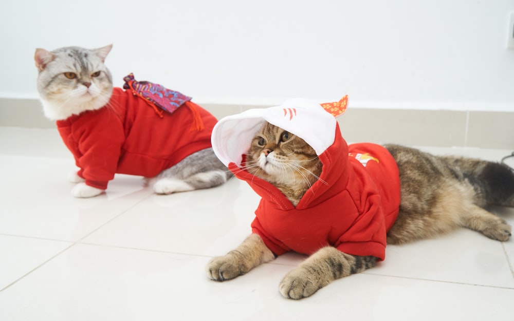 eine Katze mit rotem Hemd und weißem Hut