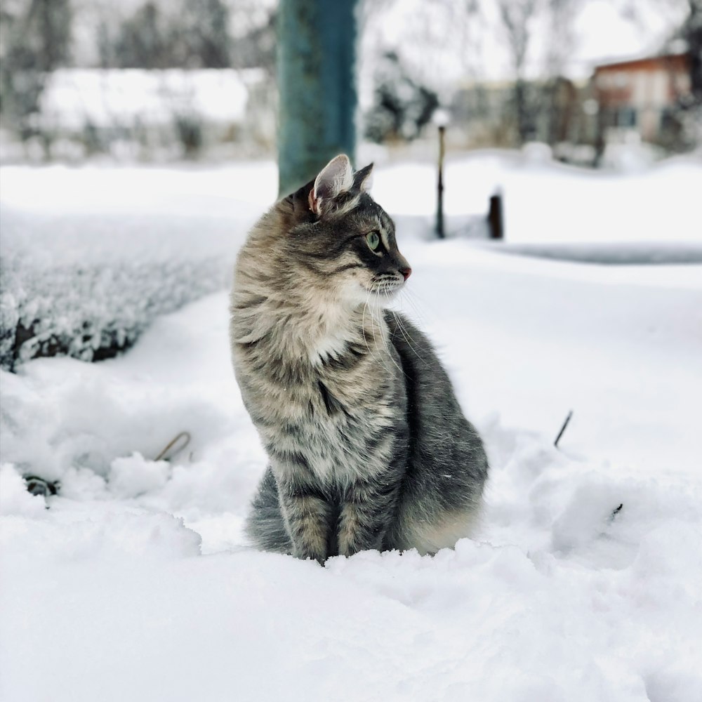 a cat is sitting in the snow outside