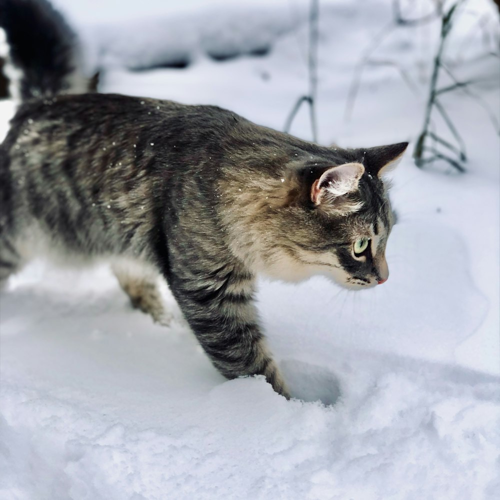 a cat walking through the snow in the snow