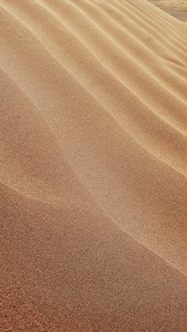 Golden beach sand with smooth texture displayed in a wooden crate.