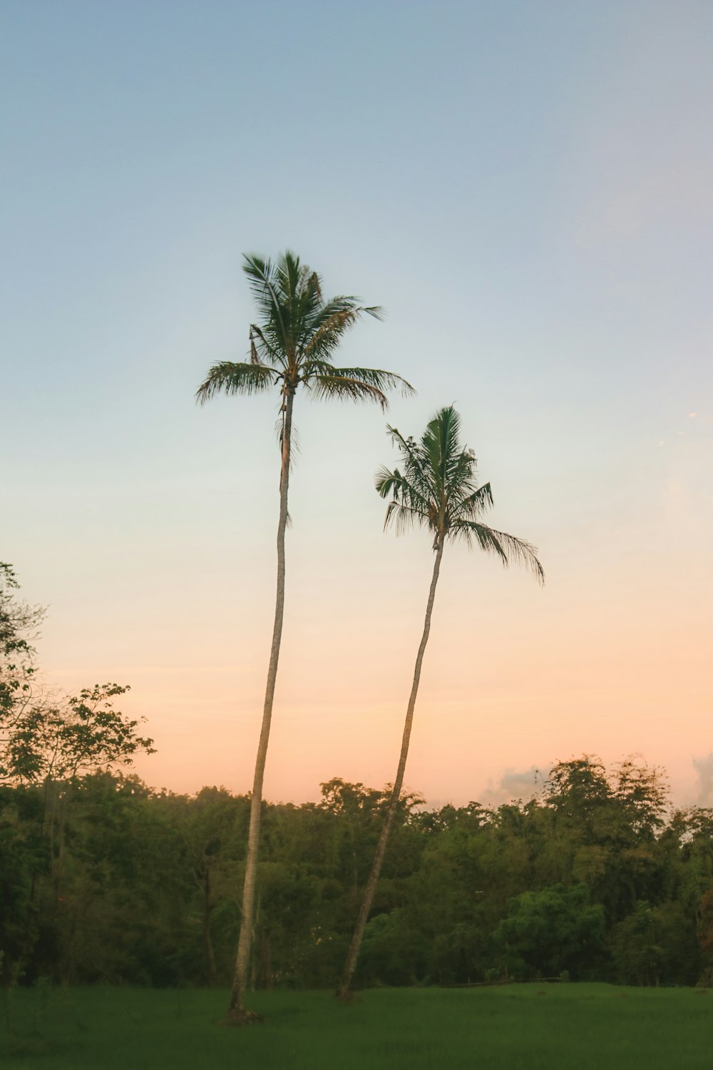 a couple of palm trees standing in a field