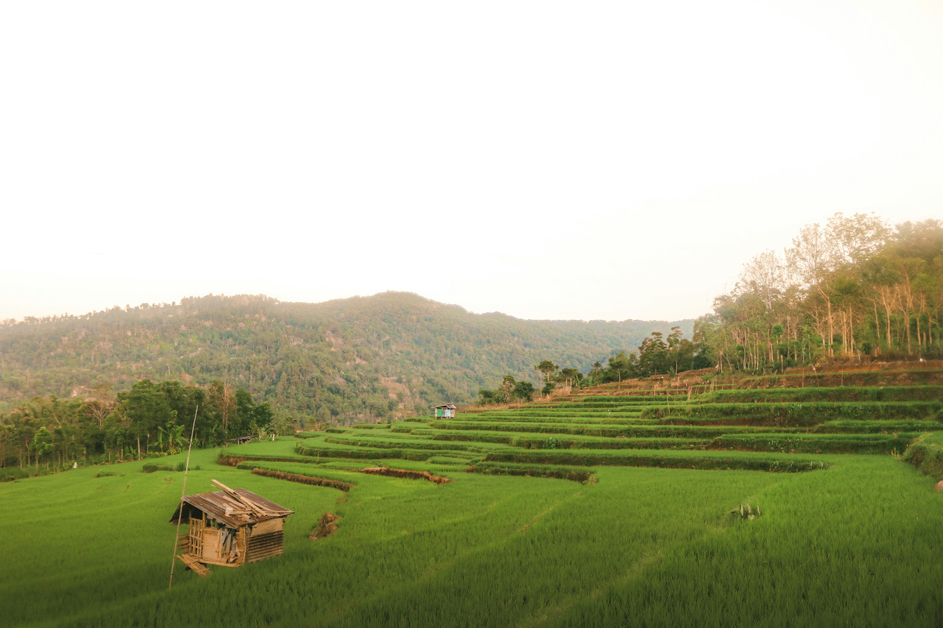 a green field with a hut in the middle of it