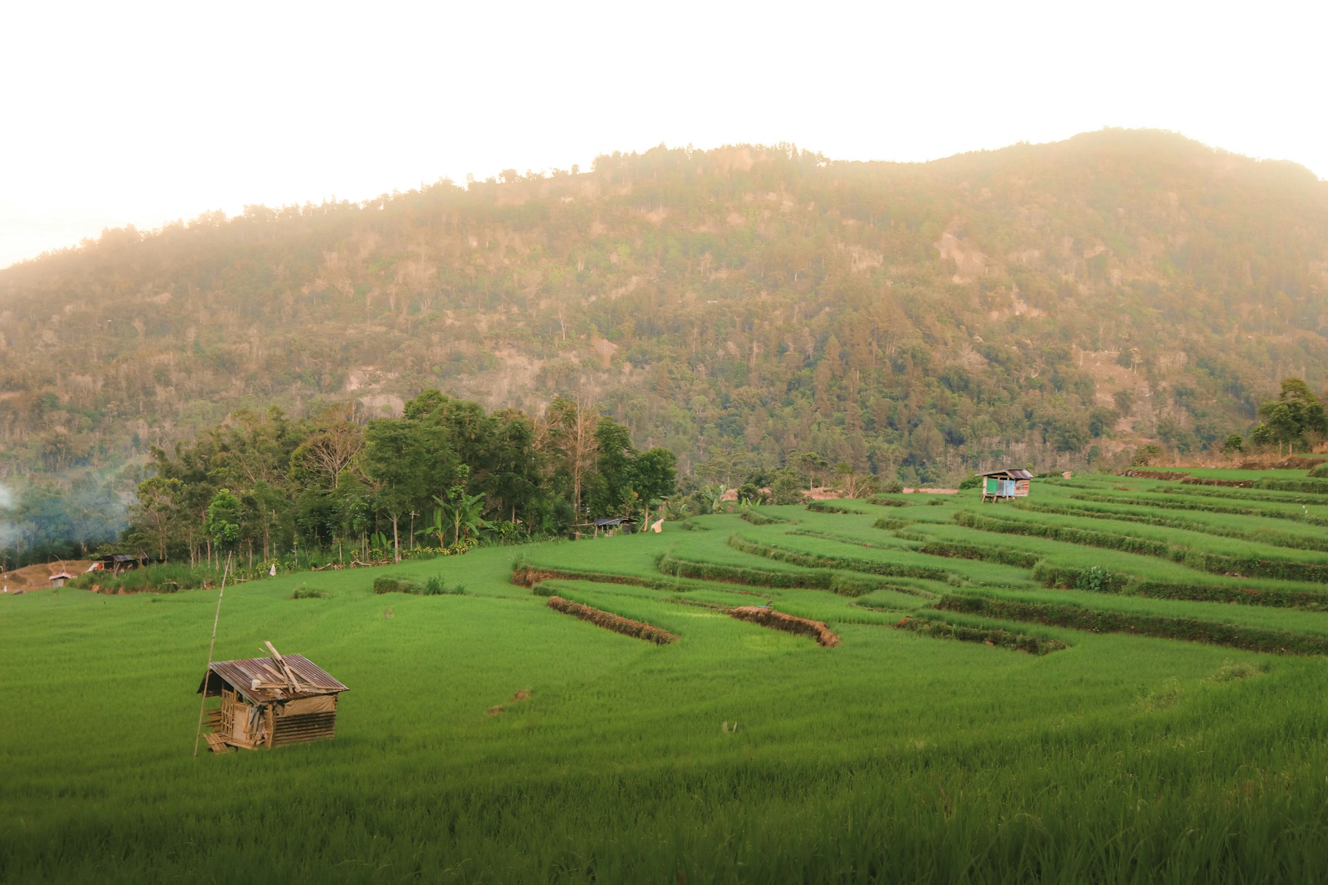 a green field with a house in the middle of it