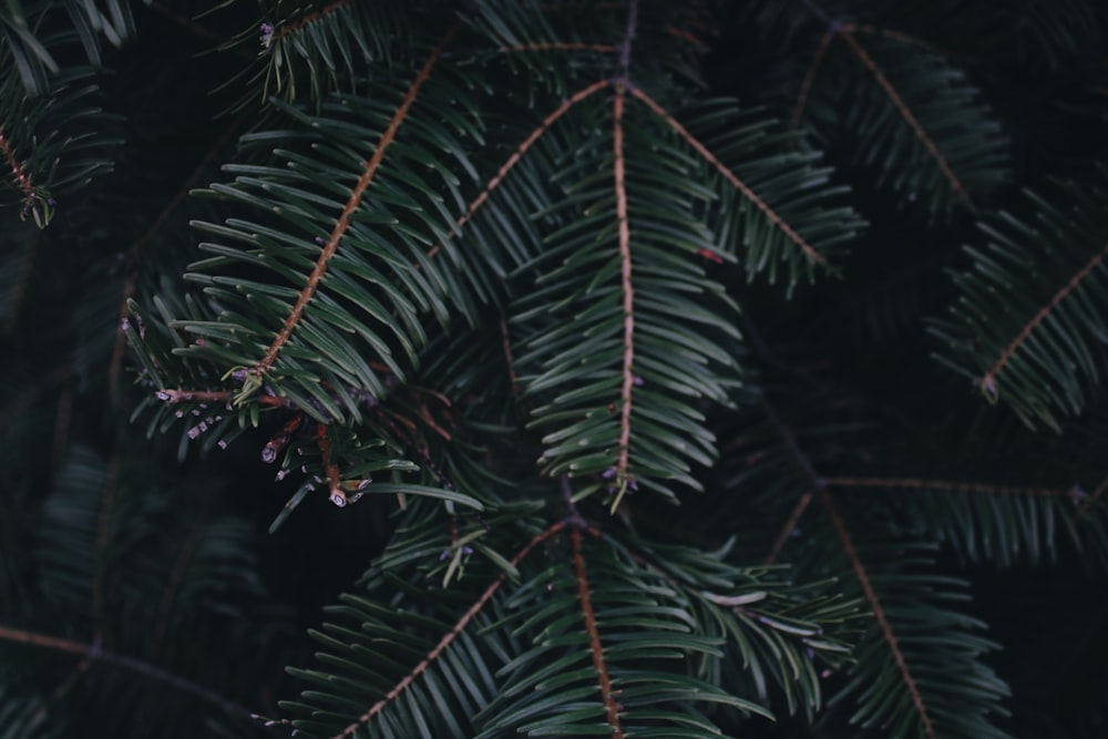 a close up of a pine tree branch