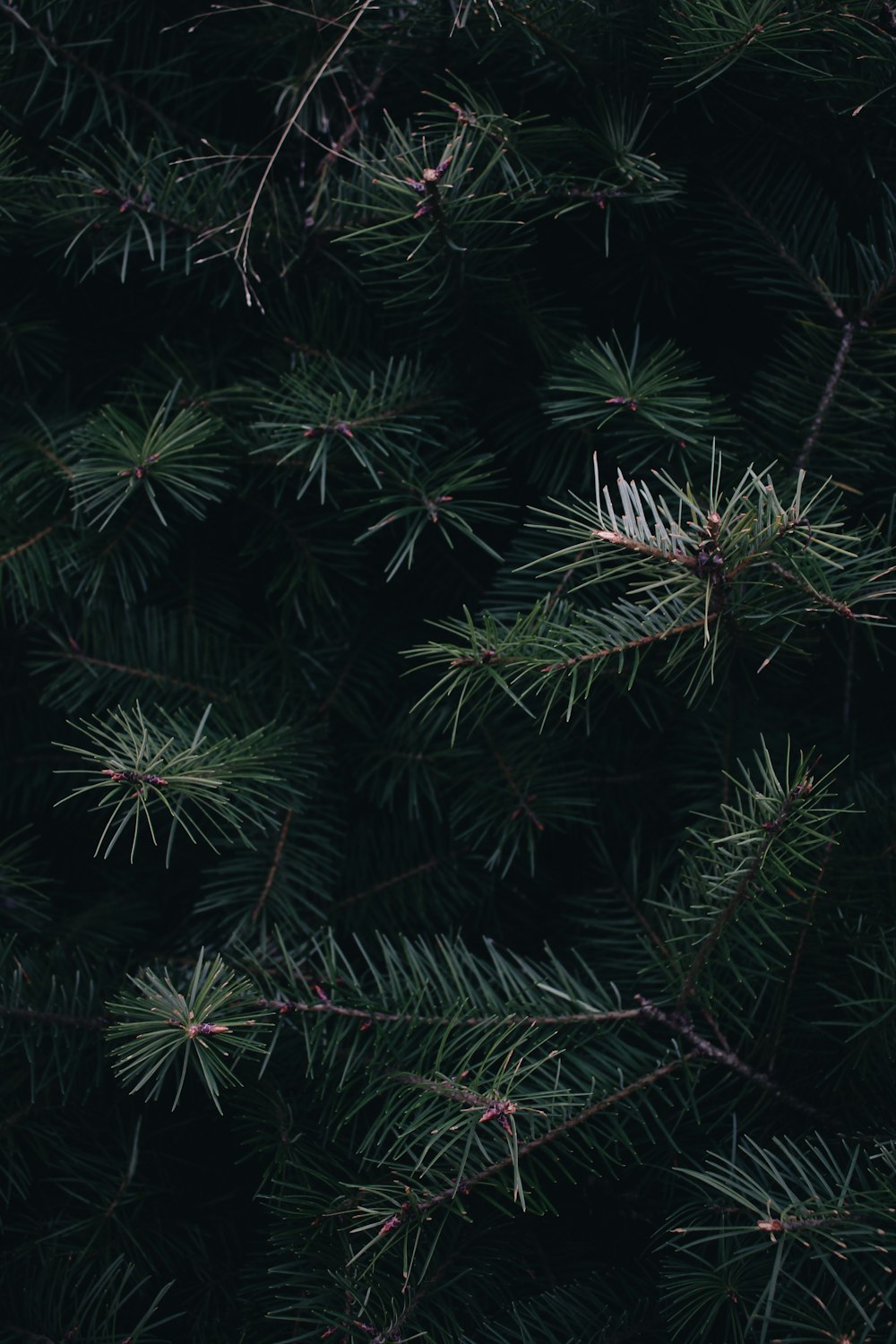 a close up of a pine tree branch