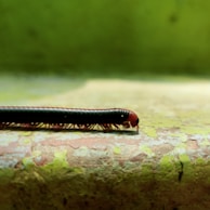 A close-up view of a black and red millipede crawling on a textured surface, with a green blurred background creating a natural outdoor setting.