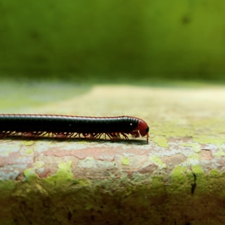 A close-up view of a black and red millipede crawling on a textured surface, with a green blurred background creating a natural outdoor setting.