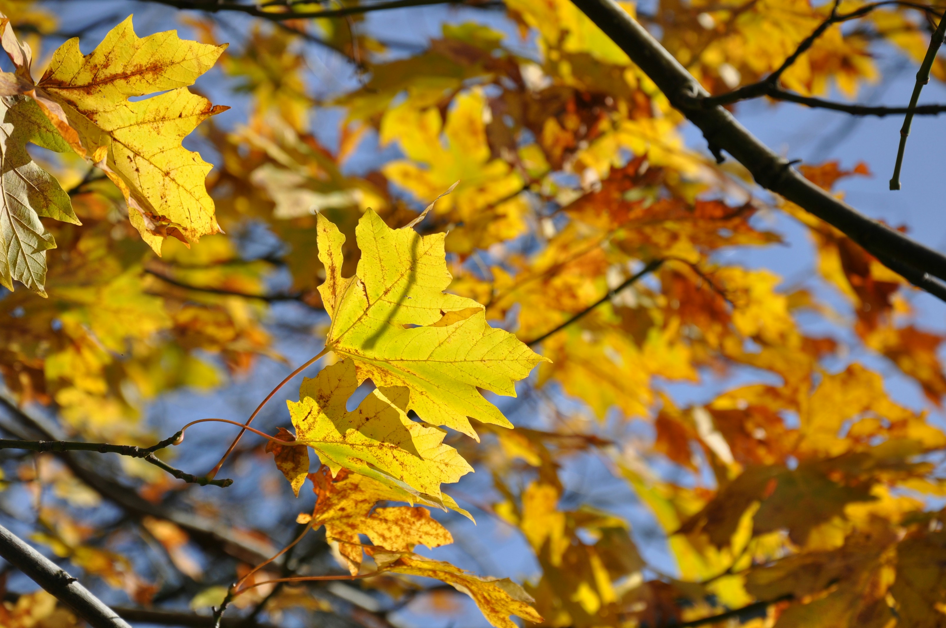 Photo by thekeroking