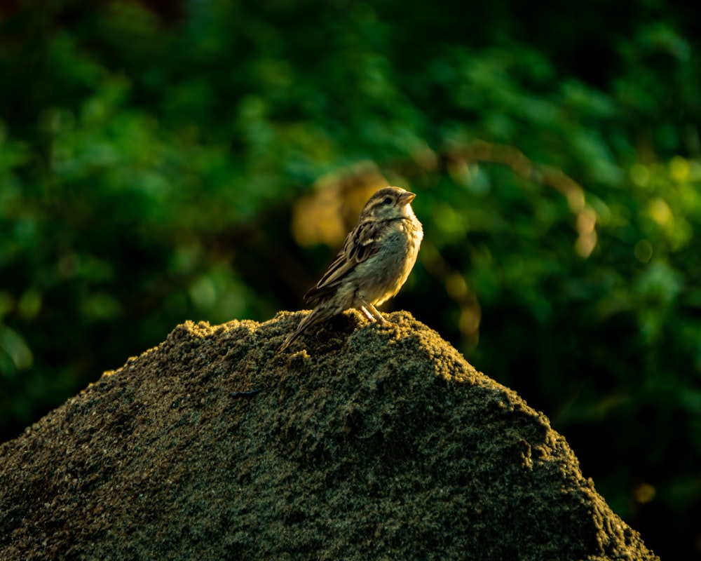 a small bird sitting on top of a rock