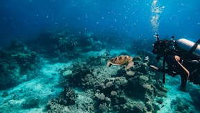 a scuba diver and a turtle on a coral reef