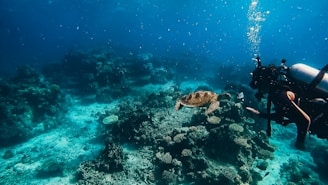 a scuba diver and a turtle on a coral reef