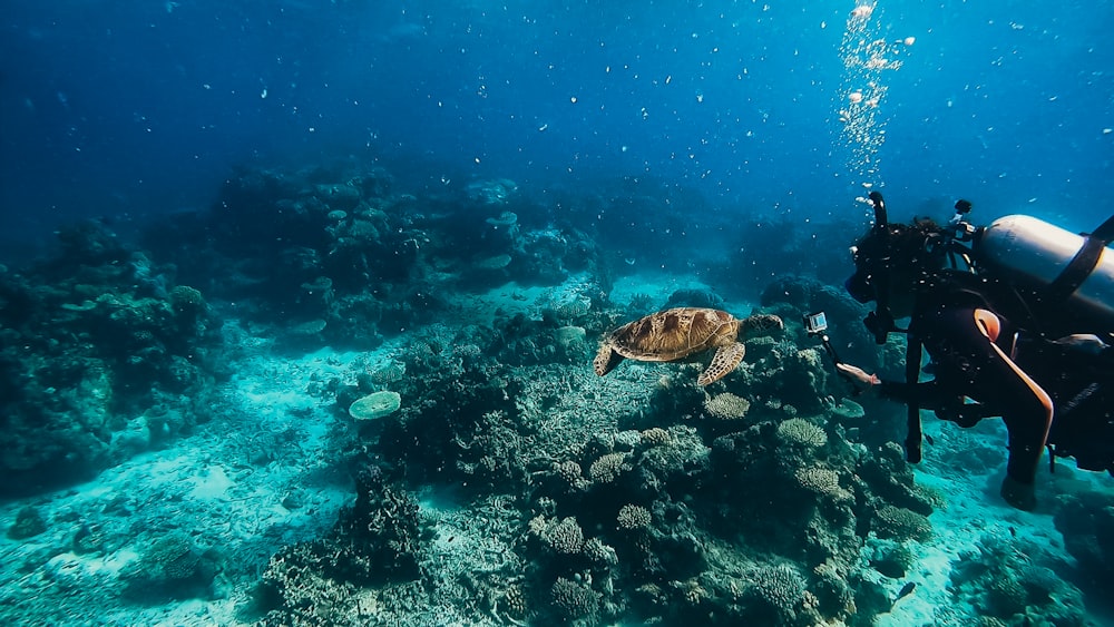 a scuba diver and a turtle on a coral reef