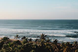a view of a beach with palm trees and the ocean