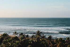 a view of a beach with palm trees and the ocean