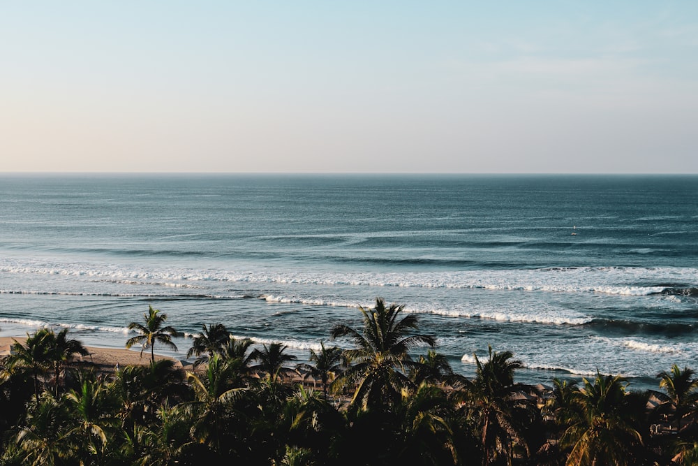 a view of a beach with palm trees and the ocean