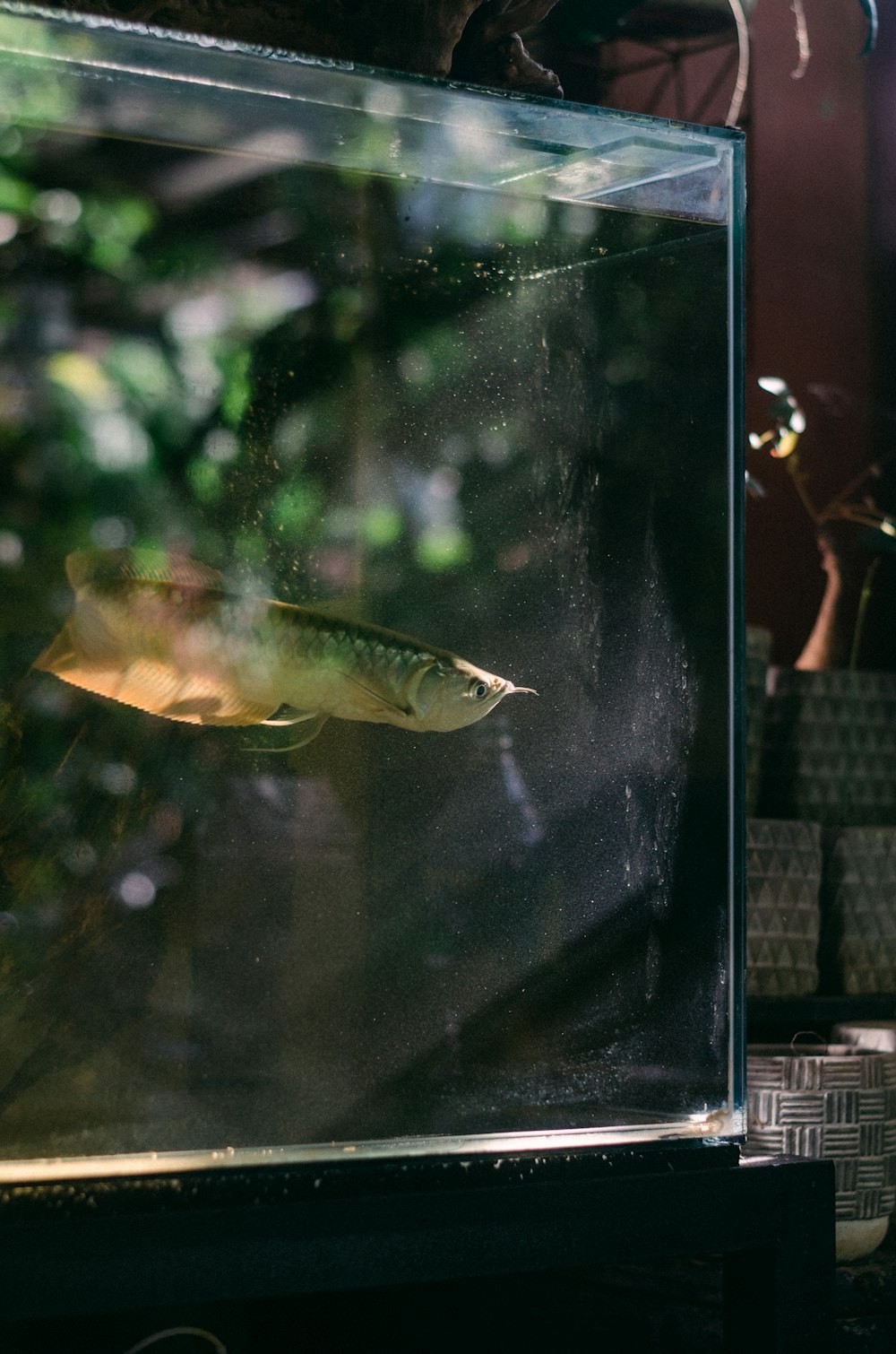 a fish swimming in a tank in a room