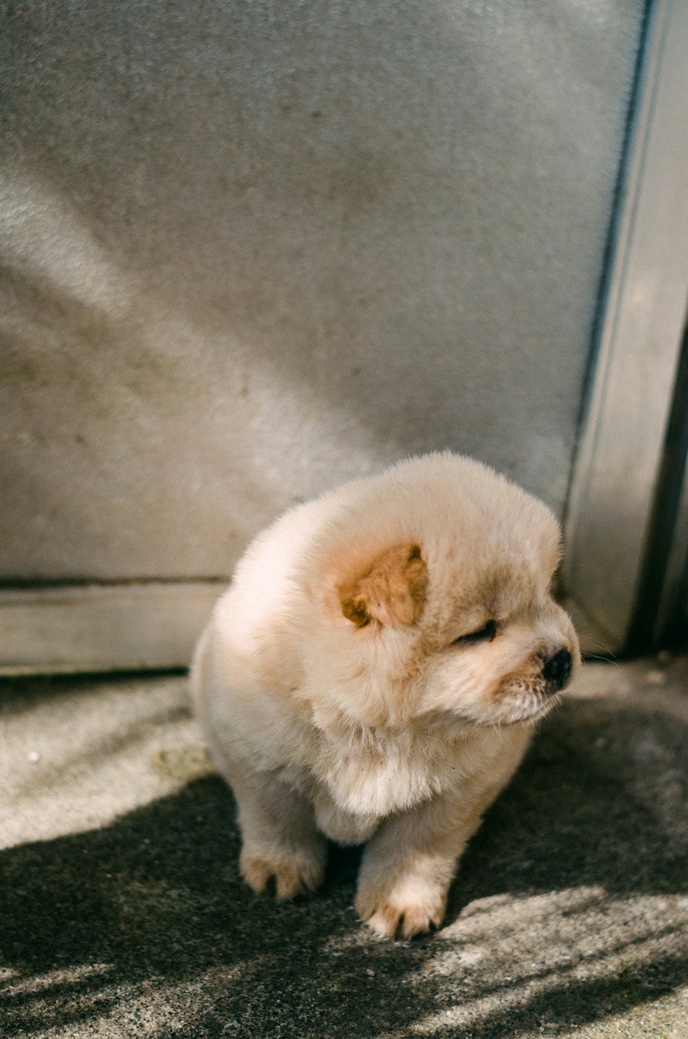 a small white dog sitting on top of a floor