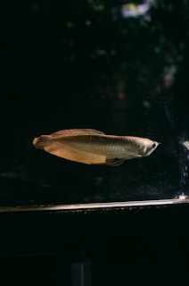 a fish swimming in a tank in the dark