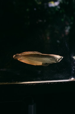 a fish swimming in a tank in the dark