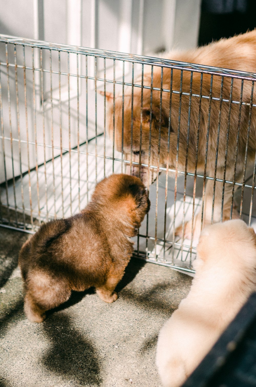 a couple of cats that are inside of a cage