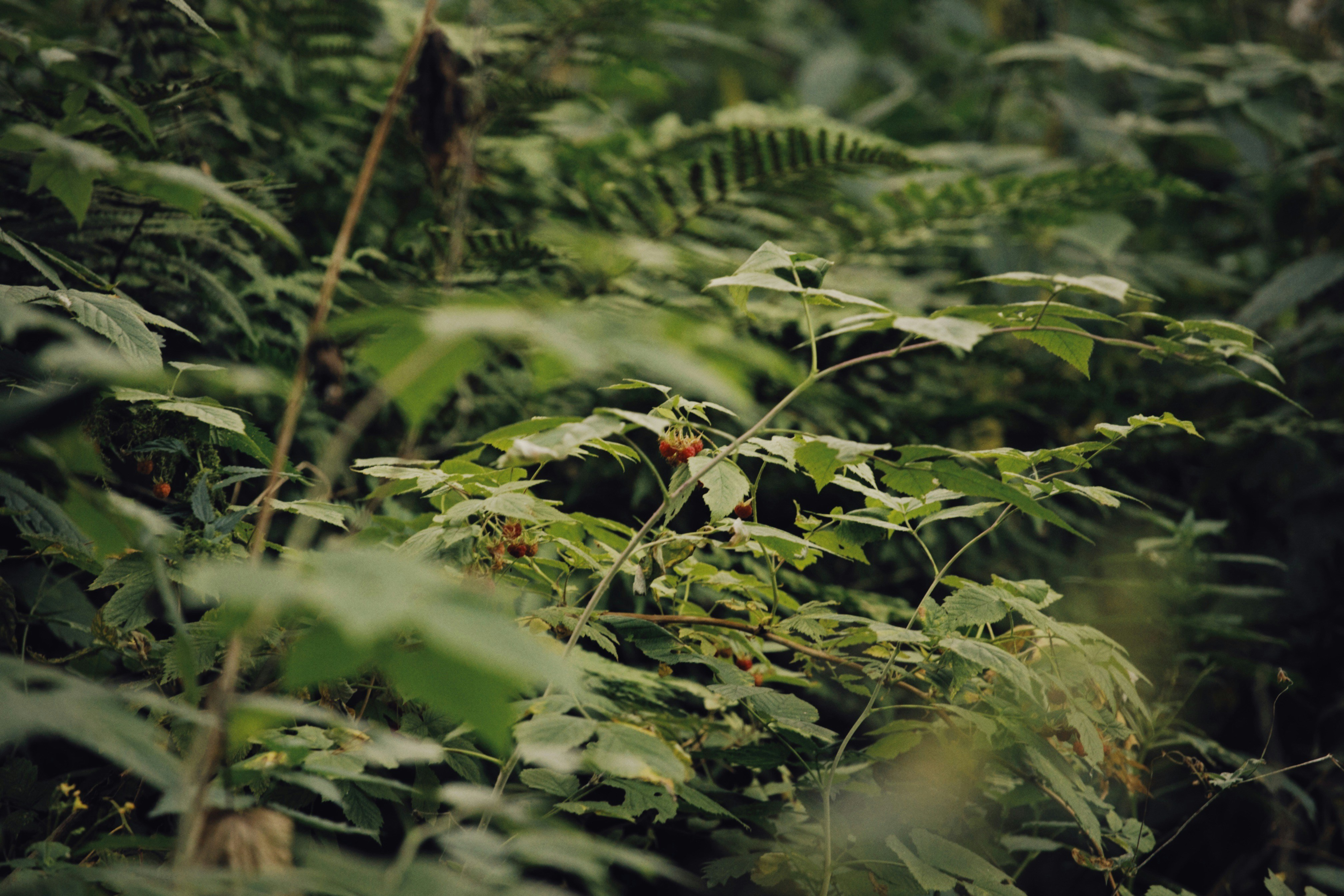 Photo by alexeydemidov